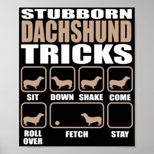 Póster Stubborn Dachshund Tricks