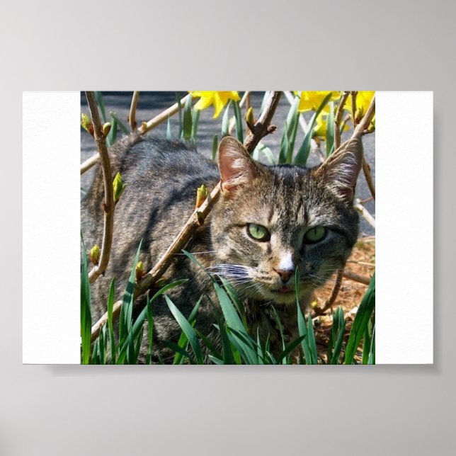 Póster Stubby (Frente)