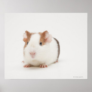 Póster Studio shot of Guinea Pig