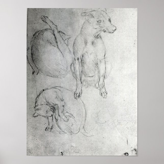 Póster Study of a dog and a cat, c.1480 (Frente)