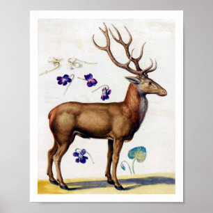 Póster Study of Deer and Flower, Arcimboldo