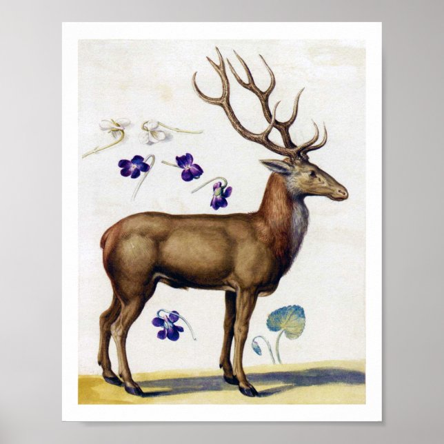 Póster Study of Deer and Flower, Arcimboldo (Frente)