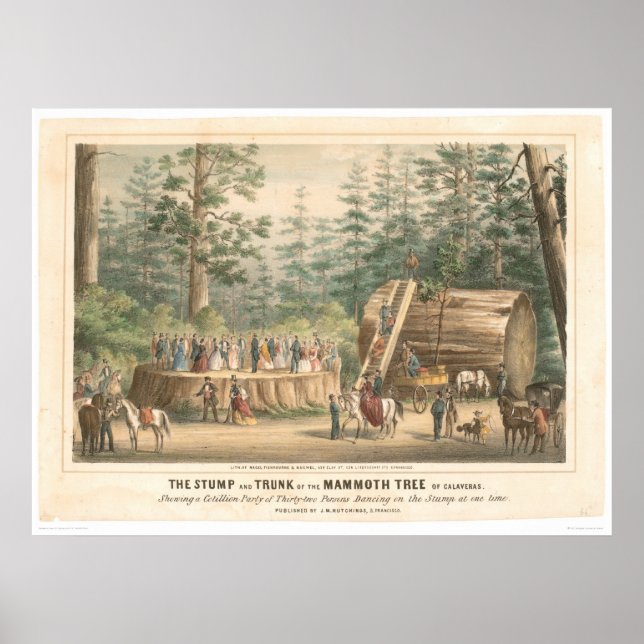 Póster Stump of the Mammoth Tree of Calaveras (0977A) (Frente)