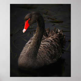 Póster Stunning black swan
