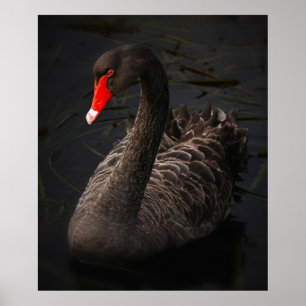 Póster Stunning black swan