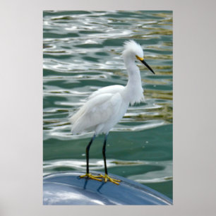 Póster Stunning Egret Bird