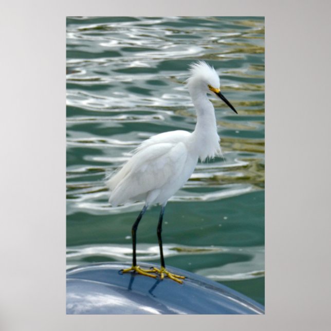 Póster Stunning Egret Bird (Frente)