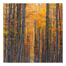 Stunning gold autumn forest