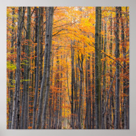 Póster Stunning gold autumn forest