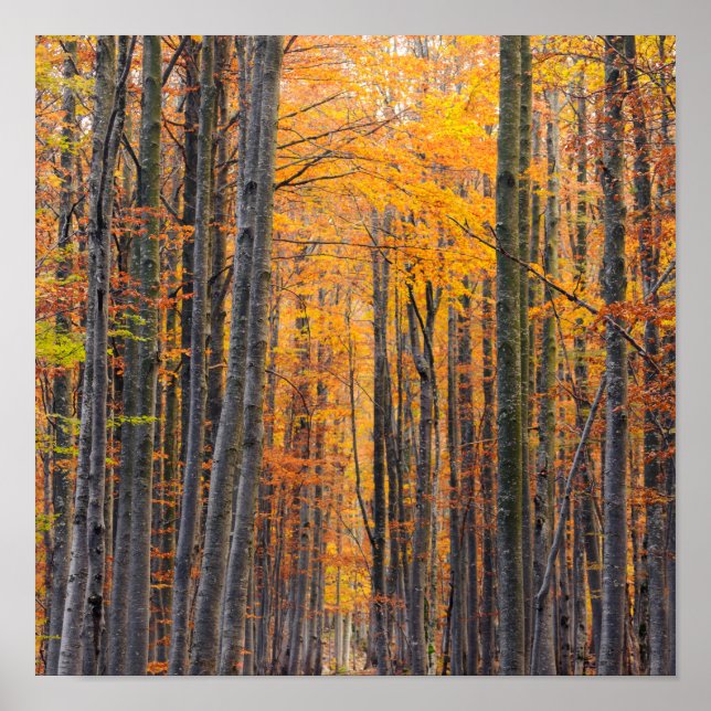 Póster Stunning gold autumn forest (Frente)