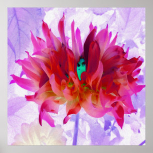 Póster Stunning Red and Hot Pink Cactus Dahlia