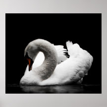 Stunning white swan on black background