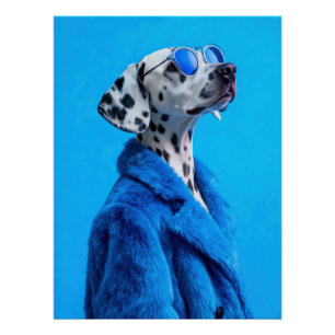 Póster Stylish Dalmatian Dog Portrait in Blue Fur Coat