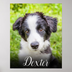 Póster Su foto Mascota favorita