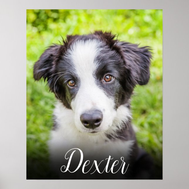 Póster Su foto Mascota favorita (Frente)