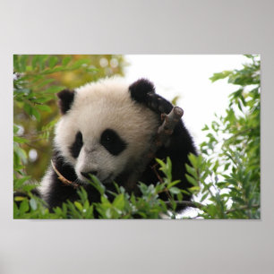 Póster Su_Lin_gigante_panda_bear_cub_at_the_San_Diego_Zoo