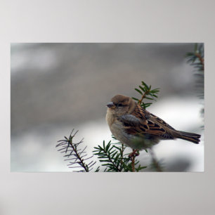 Póster Su ojo está en el resplandor