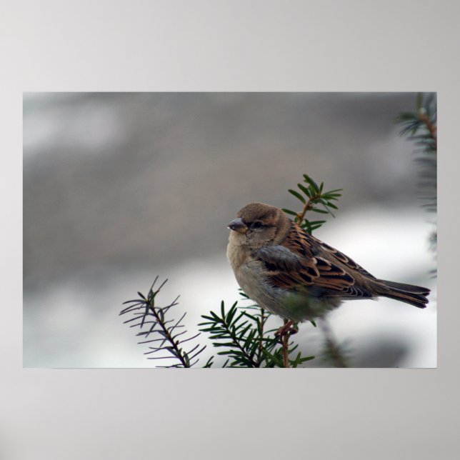 Póster Su ojo está en el resplandor (Frente)