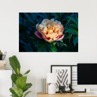 Suave Splendor: Fotografía de Peach Peony
