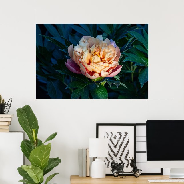 Póster Suave Splendor: Fotografía de Peach Peony (Oficina en casa)
