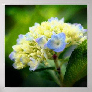 Póster Suaves pétalos de flor de hortensia azul