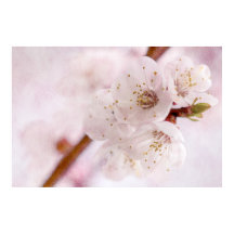 Suavidad De La Primavera