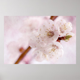 Póster Suavidad De La Primavera