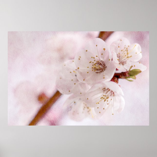 Póster Suavidad De La Primavera (Frente)