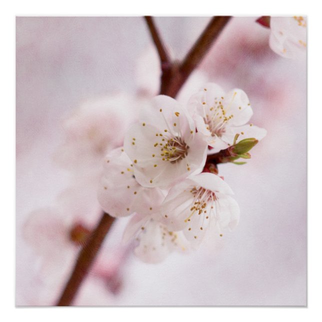 Póster Suavidad De La Primavera (Anverso)