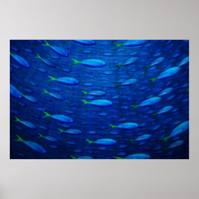 Póster Subacuática 4 (Frente)