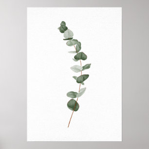 Póster Subdivisión Eucalyptus