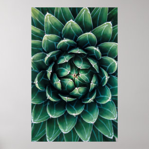 Póster Succulent verde y blanco