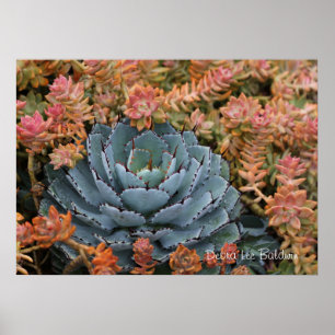 Póster Succulents azules y anaranjados