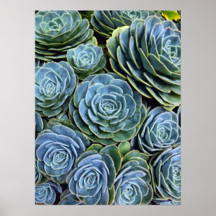 Póster Suculenta fotografía exitosa en el día del Cactus