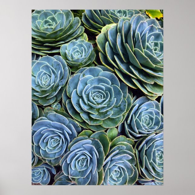 Póster Suculenta fotografía exitosa en el día del Cactus (Frente)