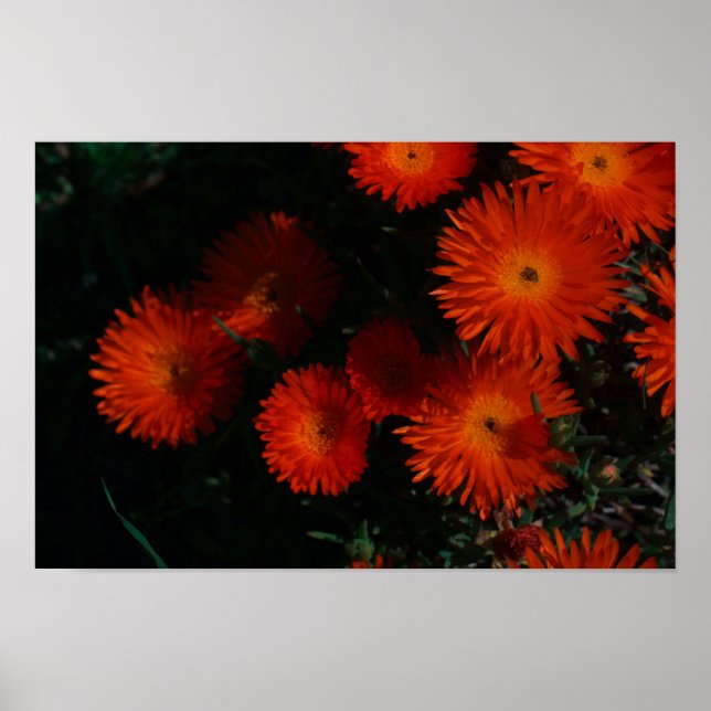 Póster Suculentas flores de Naranja verde de Sudáfrica (Frente)