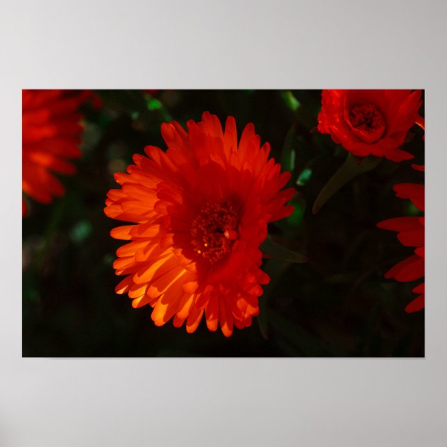 Póster Suculentas flores de Naranja verde de Sudáfrica (Frente)