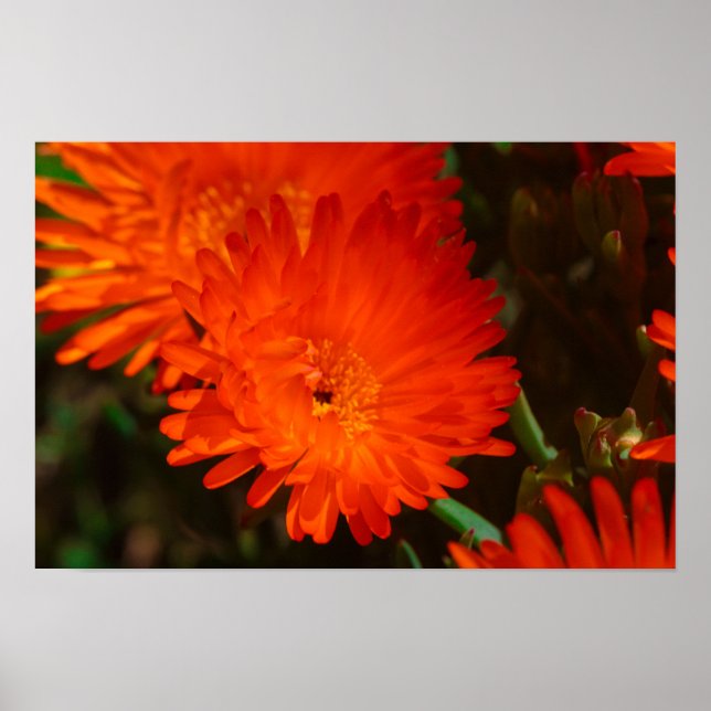 Póster Suculentas flores de Naranja verde de Sudáfrica (Frente)