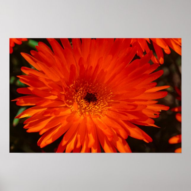 Póster Suculentas flores de Naranja verde de Sudáfrica (Frente)