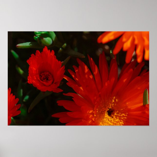 Póster Suculentas flores de Naranja verde de Sudáfrica (Frente)