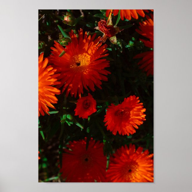 Póster Suculentas flores de Naranja verde de Sudáfrica (Frente)