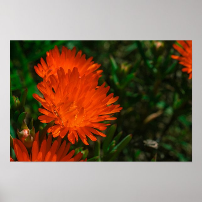 Póster Suculentas flores de Naranja verde de Sudáfrica (Frente)