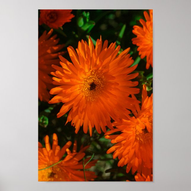 Póster Suculentas flores de Naranja verde de Sudáfrica (Frente)