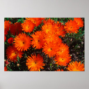 Póster Suculentas flores de Naranja verde de Sudáfrica
