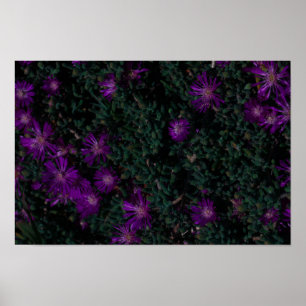 Póster Suculentas flores de púrpura verde de Sudáfrica