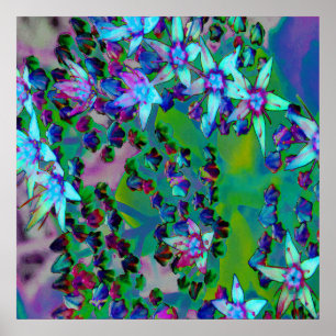 Póster Suculentas flores de sedum en Aqua, púrpura y azul