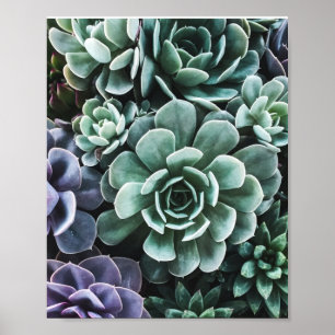 Póster Suculentas plantas verdes naturaleza