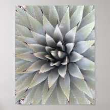 Suculento desierto de Agave Plant Blue Cacti Tequi
