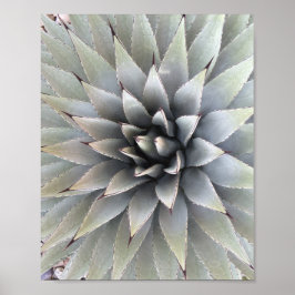 Póster Suculento desierto de Agave Plant Blue Cacti Tequi