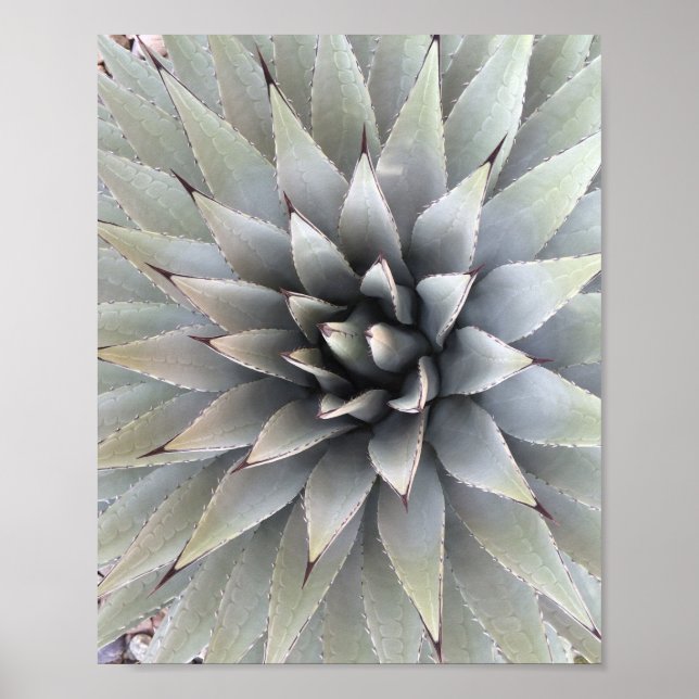 Póster Suculento desierto de Agave Plant Blue Cacti Tequi (Frente)